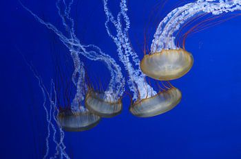 Les méduses dans les eaux bleues