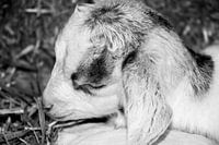 Bébé chèvre