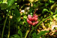 Costa Rica, Blume