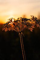 Weeds do not perish