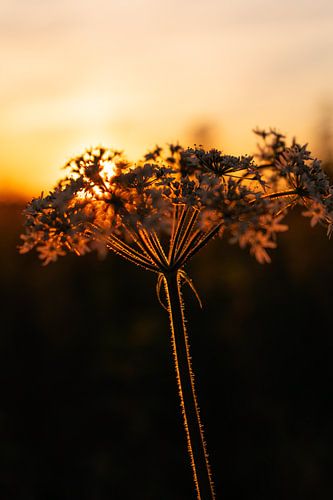 Onkruid vergaat niet
