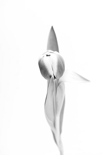 Tulp in zwart/wit van Ratna Bosch