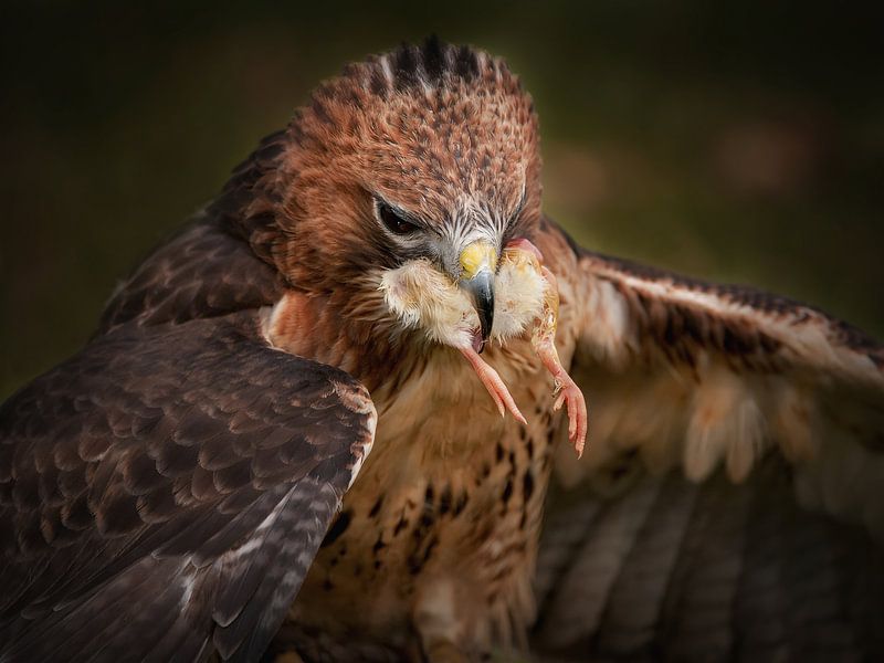Roodstaartbuizerd van Loek Lobel