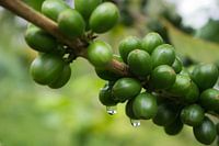Koffiebonen 