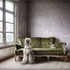 Hond in verlaten huis van Marcel van Balken