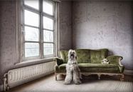 Hond in verlaten huis van Marcel van Balken thumbnail