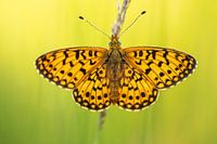 Small pearl-bordered fritillary