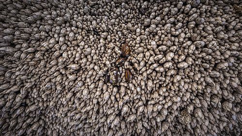 Shells