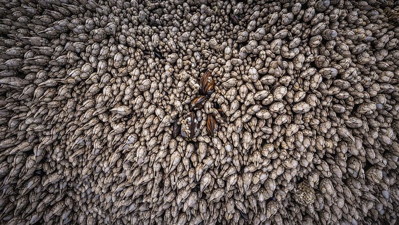 Shells by Harold van den Hurk