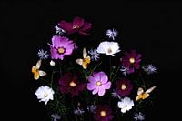 Floral portrait (Cosmea)