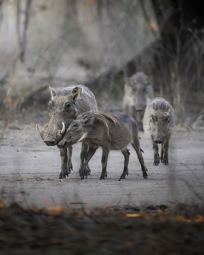 Familie der Warzenschweine