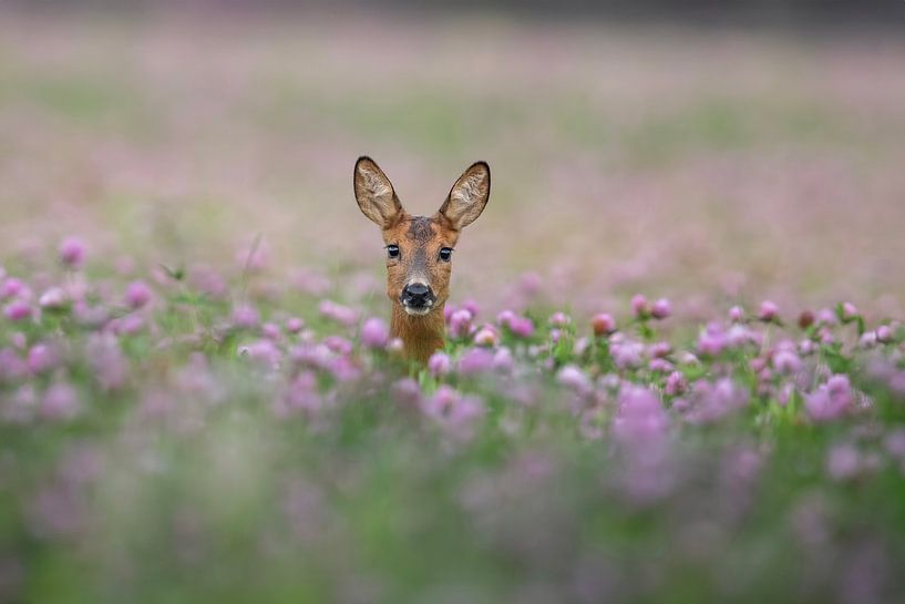 Chèvre parmi les fleurs par Irmo Bos