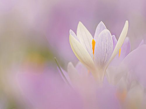 Crocus dans les nuages... sur Maneschijn FOTO