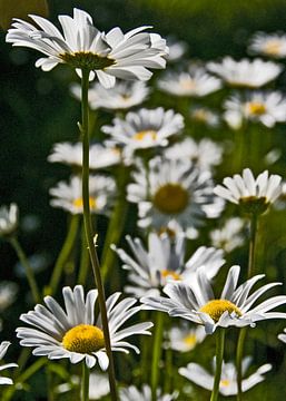 Daisies von Brenda Gonzalez