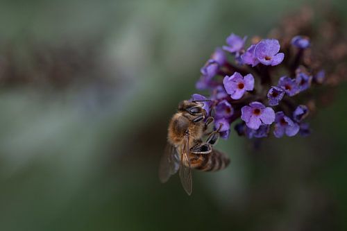 Bee on a lilac