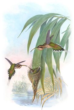 Eurynome Hermit, John Gould van Hummingbirds