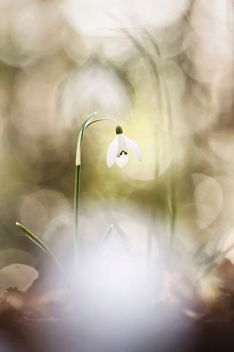 Appreciated snowdrops