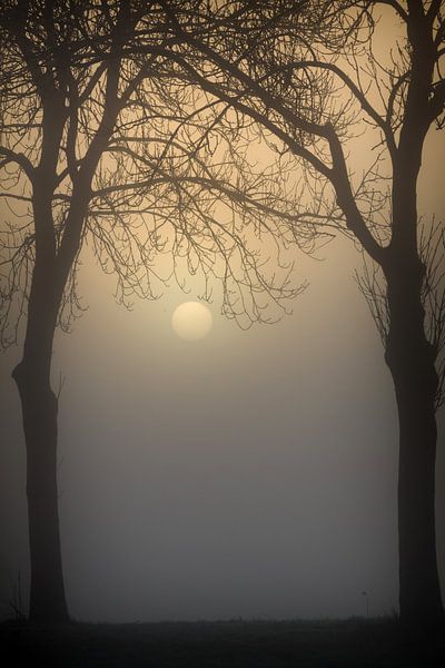 Just rising sun through the fog and trees by Rene  den Engelsman