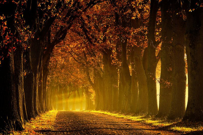 Morgens in der Allee | Morgens in de laan von Dieter Ludorf