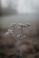 Fleur d'hiver