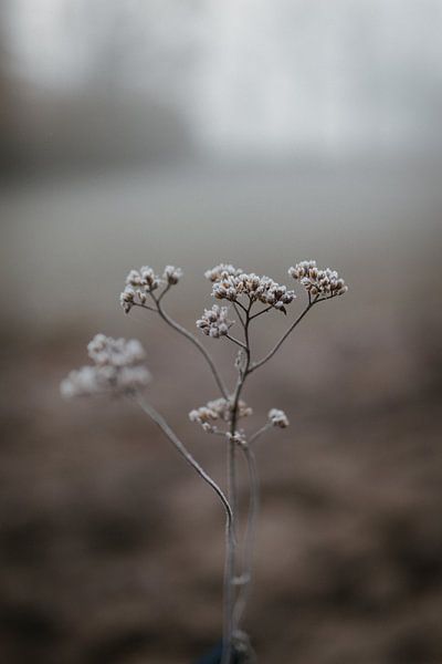 Winterblume von Eke Salomé