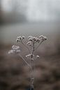 Winterblume von Eke Salomé Miniaturansicht