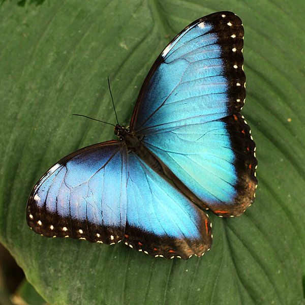 The Blue One van Cornelis (Cees) Cornelissen