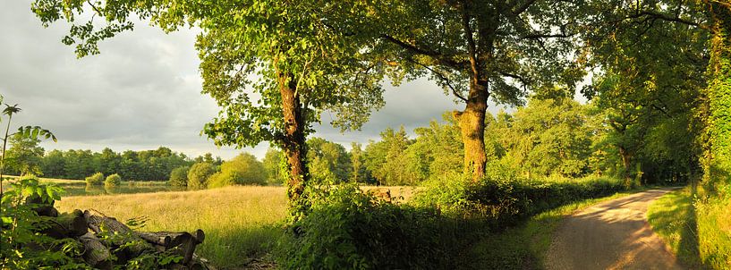 Landschaft mit Bäumen von Corinne Welp