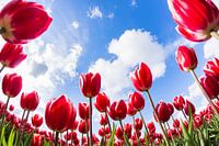 Dutch Tulips