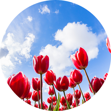 Hollandse Tulpen van Volt