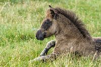 Shetlandpony in de vrije natuur