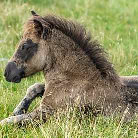 Shetlandpony in de vrije natuur van Abra van Vossen