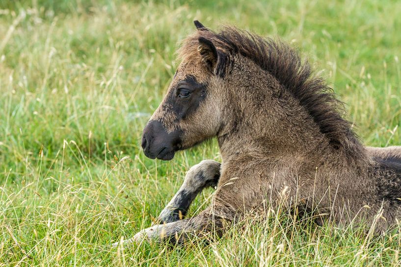Shetlandpony in de vrije natuur van Abra van Vossen