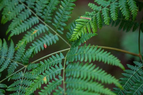 Greening leaves of a fern
