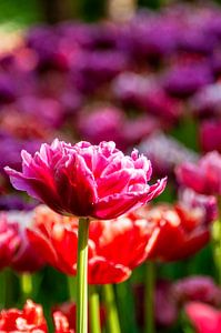 Roze tulp - staand