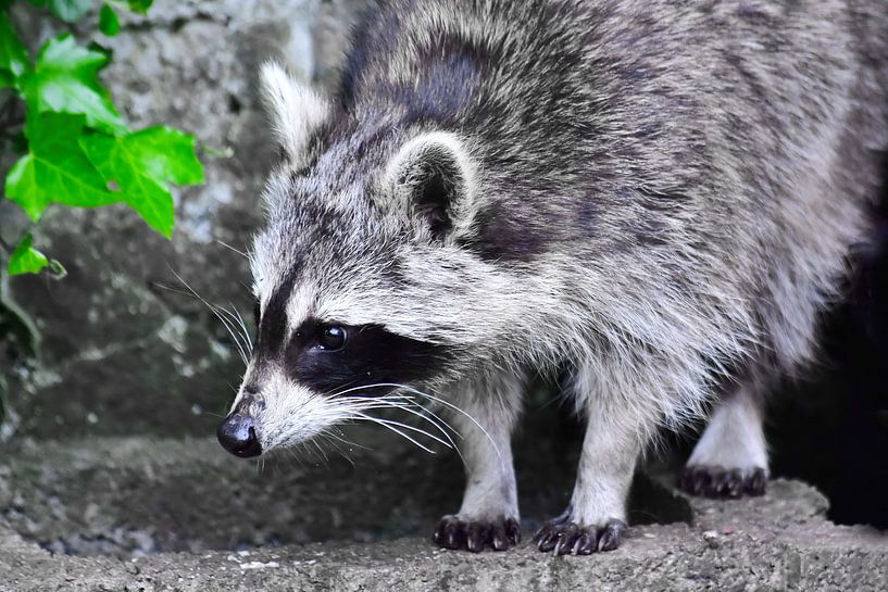 Einfach liebenswert: der Waschbär von DeVerviersBelgium