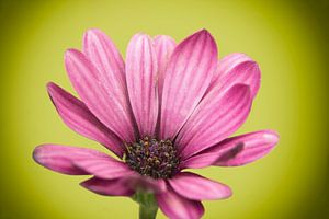 Spaanse Margriet