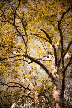 Sycamore I - Photographie d'arbre en jaune et ocre sur Matthias Edition
