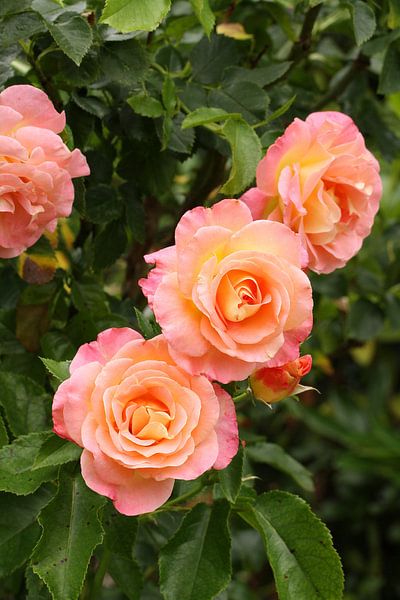 Rose II Juli 2020 von Anja Bagunk