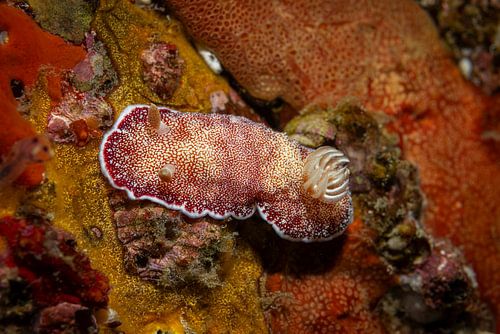 Zeeslak @ Komodo, Indonesie