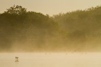 Pairs of grebes courtship in morning fog