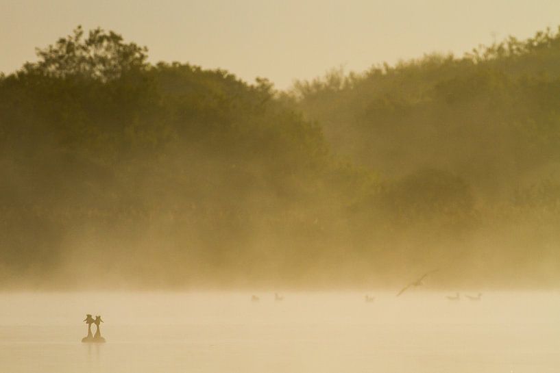 Paar Seetaucher balzen im Morgennebel von Menno van Duijn