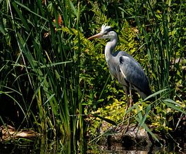 Heron in nature by John Brugman
