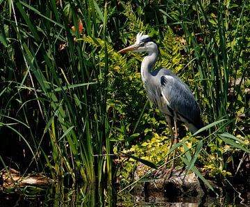 Reiger in de natuur van John Brugman