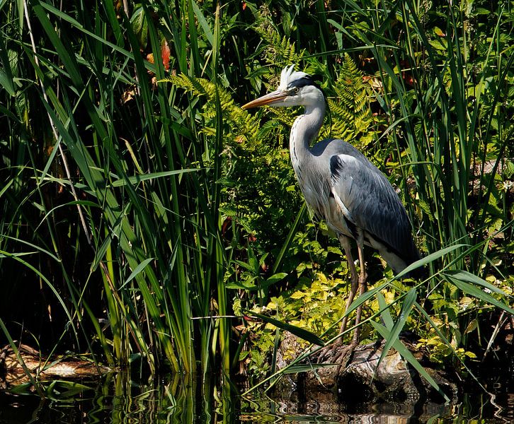 Héron dans la nature par John Brugman