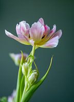 Double button tulip