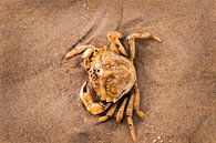 Krab in ondiep water van Anita Hermans thumbnail