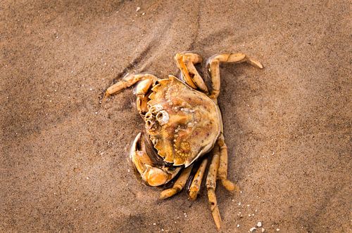 Krabbe im flachen Wasser