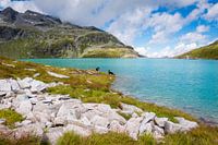 Border Collies discover Austria