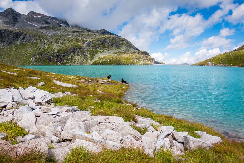 Border Collies entdecken Österreich von Pieter Bezuijen